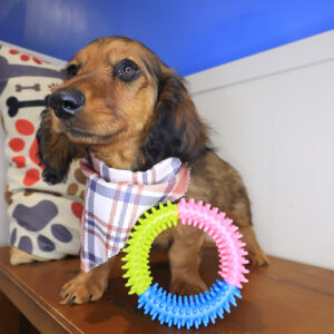 Yankees Dachshund 01