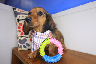Yankees Dachshund 01