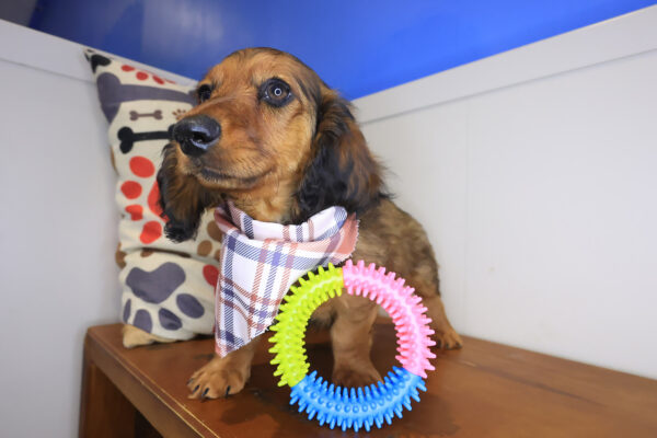 Yankees Dachshund 01