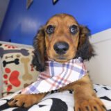 Yankees Dachshund 02