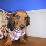 Yankees Dachshund 03