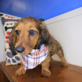 Yankees Dachshund 04