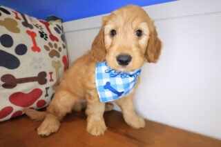 Yukon Goldendoodle 01