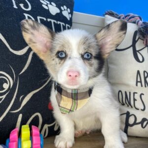 Zacky American Corgi 01
