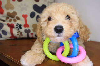 Zan Bichapoo 01
