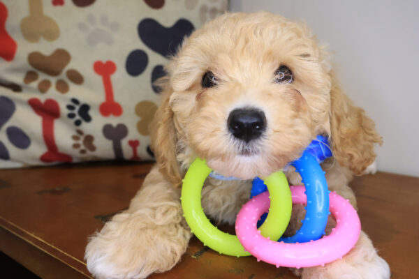 Zan Bichapoo 01