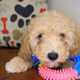 Zan Bichapoo 02