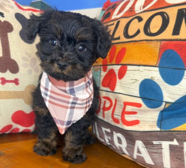Zar Yorkiepoo 01