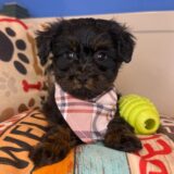 Zar Yorkiepoo 02