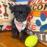 Zar Yorkiepoo 03