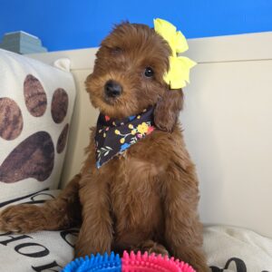 Zig-Zag Goldendoodle 01