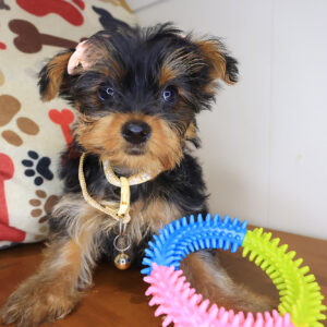 Zora Yorkie 01
