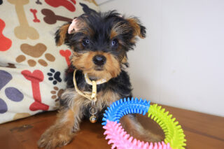 Zora Yorkie 01
