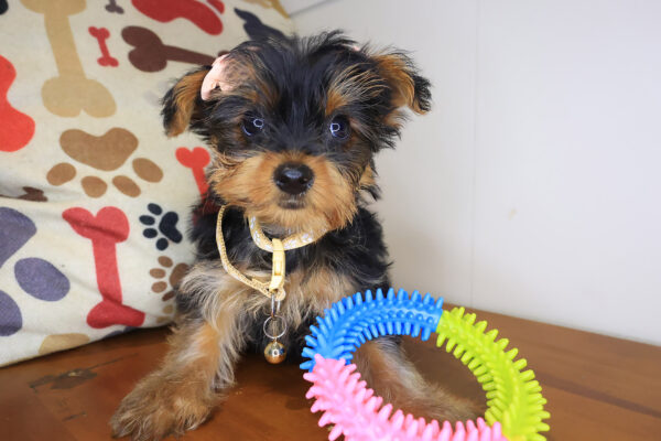 Zora Yorkie 01