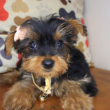 Zora Yorkie 02