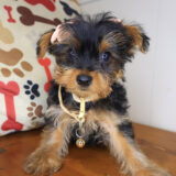 Zora Yorkie 03