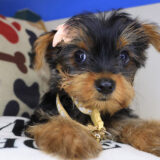 Zora Yorkie 04