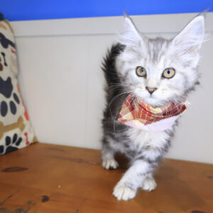 Zorro Maine Coon 01
