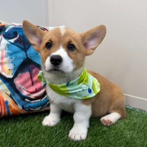 Zuma Pembroke Welsh Corgi 01