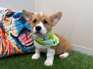 Zuma Pembroke Welsh Corgi 01