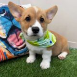 Zuma Pembroke Welsh Corgi 02