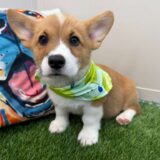 Zuma Pembroke Welsh Corgi 03