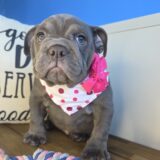 Zuzu English Bulldog 01