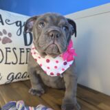 Zuzu English Bulldog 03