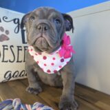 Zuzu English Bulldog 04