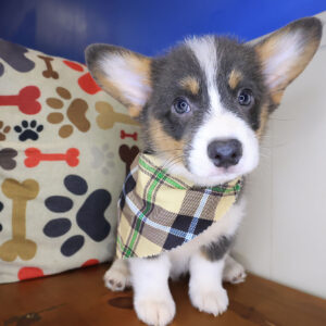 ASH Pembroke Welsh Corgi 01