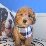 Abigail Poodle 01