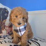 Abigail Poodle 02
