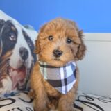 Abigail Poodle 03