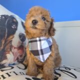 Abigail Poodle 04