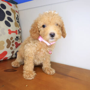 Agnola Mini Poodle 01