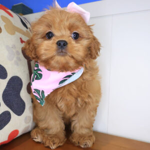 Akazie Shihpoo 01