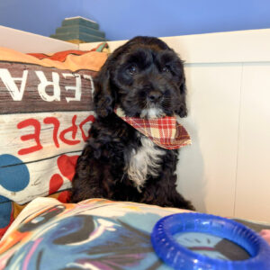 Alf Cavapoo 01