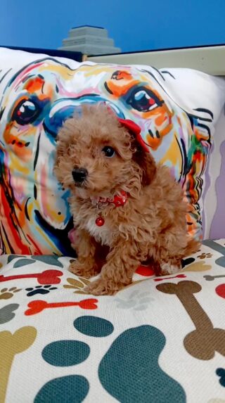 Aqua Poodle 01