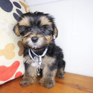 Ash Morkie 01