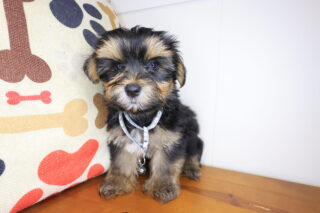 Ash Morkie 01