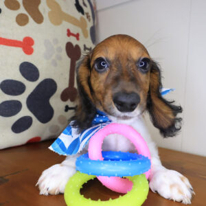 Azzar Dachshund 01