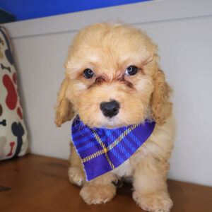 Bashan Mini Goldendoodle 01
