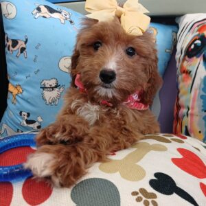 Bell - Goldendoodle 01
