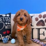 Benno Mini Goldendoodle 01