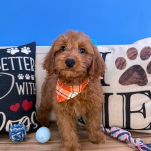 Benno Mini Goldendoodle 01