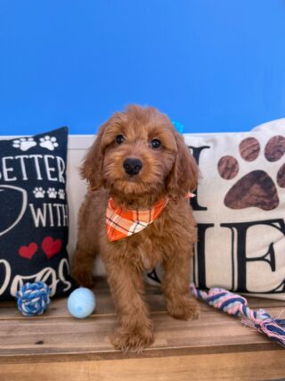 Benno Mini Goldendoodle 01