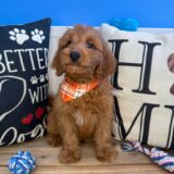 Benno Mini Goldendoodle 03