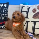 Benno Mini Goldendoodle 04