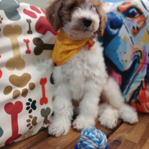 Biggie Poodle 01