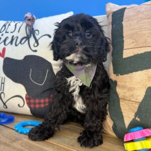 Bourbon Cavapoo 01